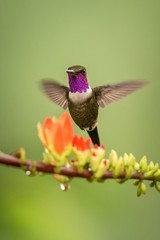 Purple-throated woodstar hovering next to orange flower,tropical forest, Colombia, bird sucking nectar from blossom in garden,beautiful hummingbird with outstretched wings,nature wildlife scene