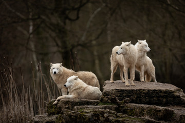 White Wolf in the forest