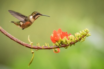 Fototapeta na wymiar Purple-throated woodstar hovering next to orange flower,tropical forest, Colombia, bird sucking nectar from blossom in garden,beautiful hummingbird with outstretched wings,nature wildlife scene