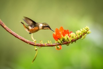 Purple-throated woodstar hovering next to orange flower,tropical forest, Colombia, bird sucking nectar from blossom in garden,beautiful hummingbird with outstretched wings,nature wildlife scene