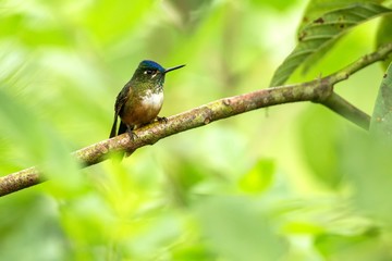 Small hummingbird sitting on branch, tropical forest,Brazil,bird perching,tiny beautiful bird resting on flower in garden,clear background,nature scene,wildlife, exotic adventure trip in Amazon forest