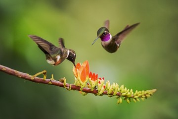 Purple-throated woodstar hovering next to orange flower,tropical forest, Colombia, bird sucking nectar from blossom in garden,beautiful hummingbird with outstretched wings,nature wildlife scene