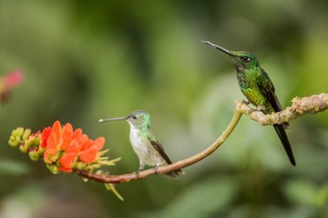 Two hummingbirds sitting on branch with orange flower, hummingbird from tropical forest,Colombia,bird perching,tiny beautiful bird resting on flower in garden,clear background,nature scene,wildlife