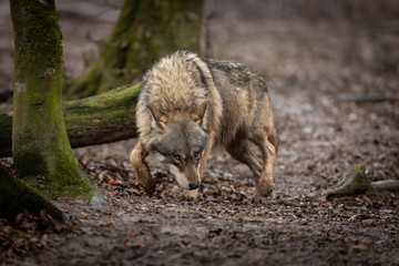 Fototapeta premium Grey Wolf in the forest