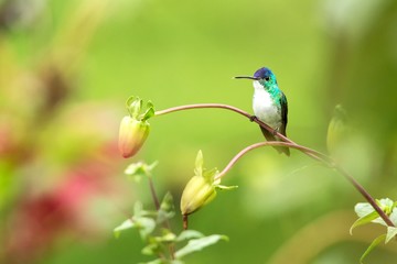 Western emerald sitting on branch, hummingbird from tropical forest,Colombia,bird perching,tiny beautiful bird resting on flower in garden,colorful background with flowers,nature scene,wildlife
