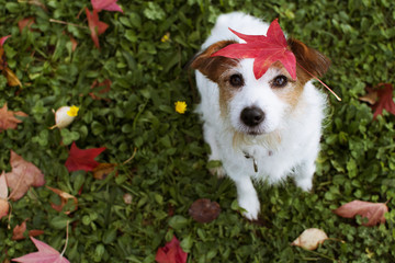 DOG AUTUMN LEAVES. ADORABLE PORTRAIT OF A JACK RUSSELL TERRIER WITH A RED FALL  LEAF OVER THE HEAD...