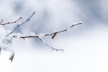 Obraz premium Verschneit