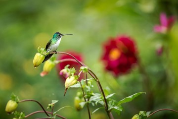 Western emerald sitting on branch, hummingbird from tropical forest,Colombia,bird perching,tiny beautiful bird resting on flower in garden,colorful background with flowers,nature scene,wildlife