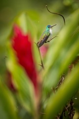 Western emerald sitting on branch, hummingbird from tropical forest,Colombia,bird perching,tiny beautiful bird resting on flower in garden,colorful background with flowers,nature scene,wildlife