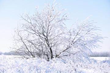 Snow-white tree in hoarfrost in the field. Winter fairy landscape.