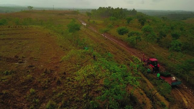 Aerial shot of field workers planting coyol palm trees from a trailer attached to a tractor, palm oil producing farm