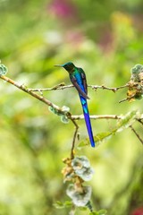 violet-tailed sylph  sitting on branch, hummingbird from tropical forest,Colombia,bird perching,tiny beautiful bird resting on flower in garden,clear background,nature,wildlife, exotic adventure
