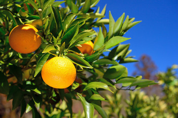 Shining bitter orange against a blue sky