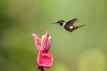 Purple-throated woodstar hovering next to pink flower,tropical forest, Colombia, bird sucking nectar from blossom in garden,beautiful hummingbird with outstretched wings,nature wildlife scene