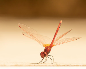 Red dragonfly, Trithemis annulata isolated from a simple  colored background