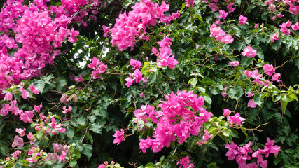 Nyctaginous evergreen Bougainvillea plant. Purple flowers.