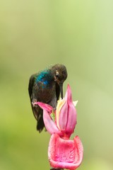 White-tailed Hillstar sitting and drinking nectar from favourite red flower. Animal behaviour. Colombia,hummingbird from mountain rainforest,beautiful bird in garden,wild nature,exotic adventure trip
