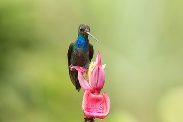 White-tailed Hillstar sitting and drinking nectar from favourite red flower. Animal behaviour. Colombia,hummingbird from mountain rainforest,beautiful bird in garden,wild nature,exotic adventure trip