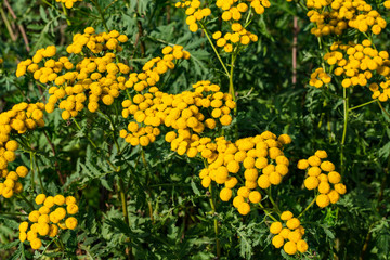 Medicinal plant tansy. The sun illuminates the flower.