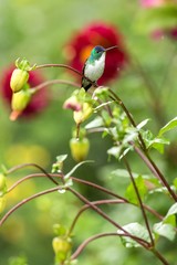 Western emerald sitting on branch, hummingbird from tropical forest,Colombia,bird perching,tiny beautiful bird resting on flower in garden,colorful background with flowers,nature scene,wildlife