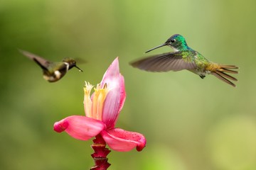 Naklejka na ściany i meble Two hummingbirds hovering next to pink flower,tropical forest, Colombia, bird sucking nectar from blossom in garden,beautiful hummingbird with outstretched wings,nature wildlife scene, exotic trip