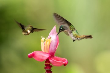Two hummingbirds hovering next to pink flower,tropical forest, Colombia, bird sucking nectar from blossom in garden,beautiful hummingbird with outstretched wings,nature wildlife scene, exotic trip