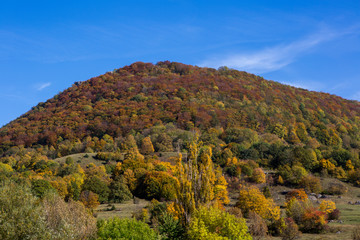 Fototapeta premium Herbstwald