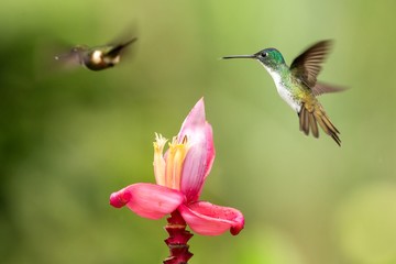 Fototapeta premium Two hummingbirds hovering next to pink flower,tropical forest, Colombia, bird sucking nectar from blossom in garden,beautiful hummingbird with outstretched wings,nature wildlife scene, exotic trip