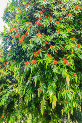 Colorful orange and yellow blooms of Saraca asoca (Saraca indica Linn, Asoka, Asoke, Saraca) flower on tree.