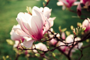 Obraz premium magnolia tree spring flowers sunny day