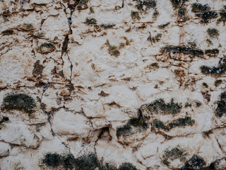 white and brown rock with moss and lichen texture background