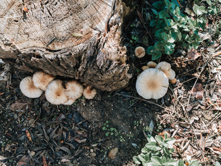 large white mushrooms in a forest next to a trunk