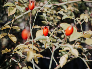 red berries in the forest