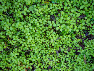 small green plants texture background
