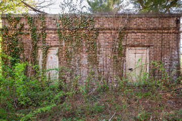 Details of brick wall covered in overgrown weeds and ivy on abandoned structure overtaken by nature