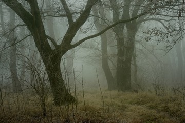 Foggy wood