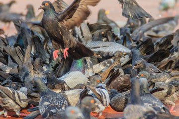 Crowd of pigeon on the walking street in Bangkok, Thailand. Blurred group of pigeons fight over for food, many struggle pigeons near temple in Thailand. Selective focus