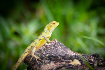 close-up view of cute colorful exotic chameleon