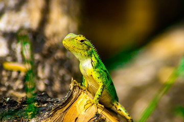 Beautiful green chameleon - Stock Image - Image