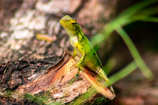 Beautiful green chameleon - Stock Image - Image
