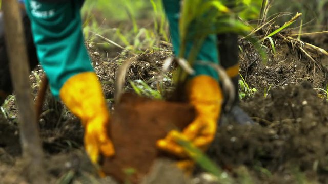 Close up shot as a worker unfolding a coyol / macauba palm tree seedling from a bag, ready to plant
