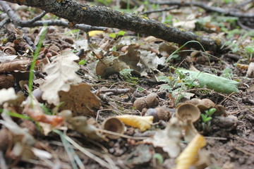 nature