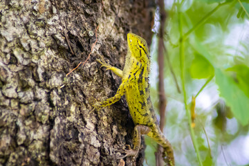 beautiful chameleon on wood