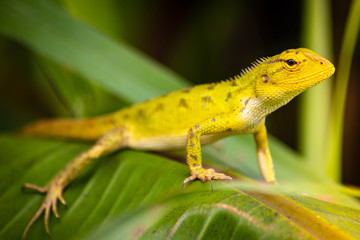 Beautiful chameleon on green leaves