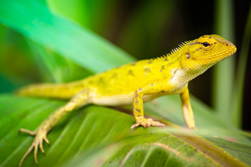 Beautiful chameleon on green leaves