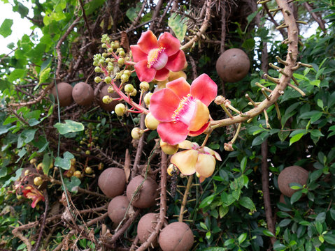 red shala, sala flowers are blooming on the tree