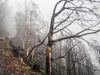 Bäume erholen sich nach dem Waldbrannt 
