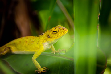 Beautiful chameleon on green leaves