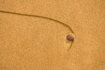 Fototapeta na wymiar Sand of a beach with pebble and alga thread