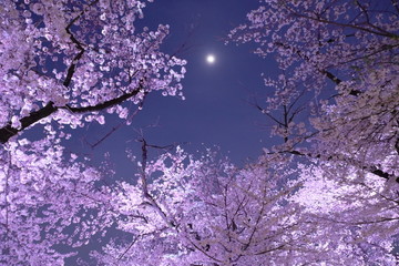 夜桜
